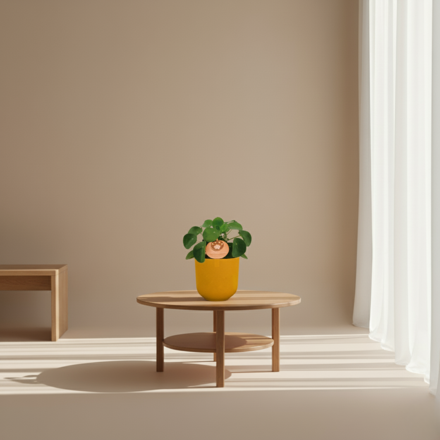 Pilea Peperomioides 