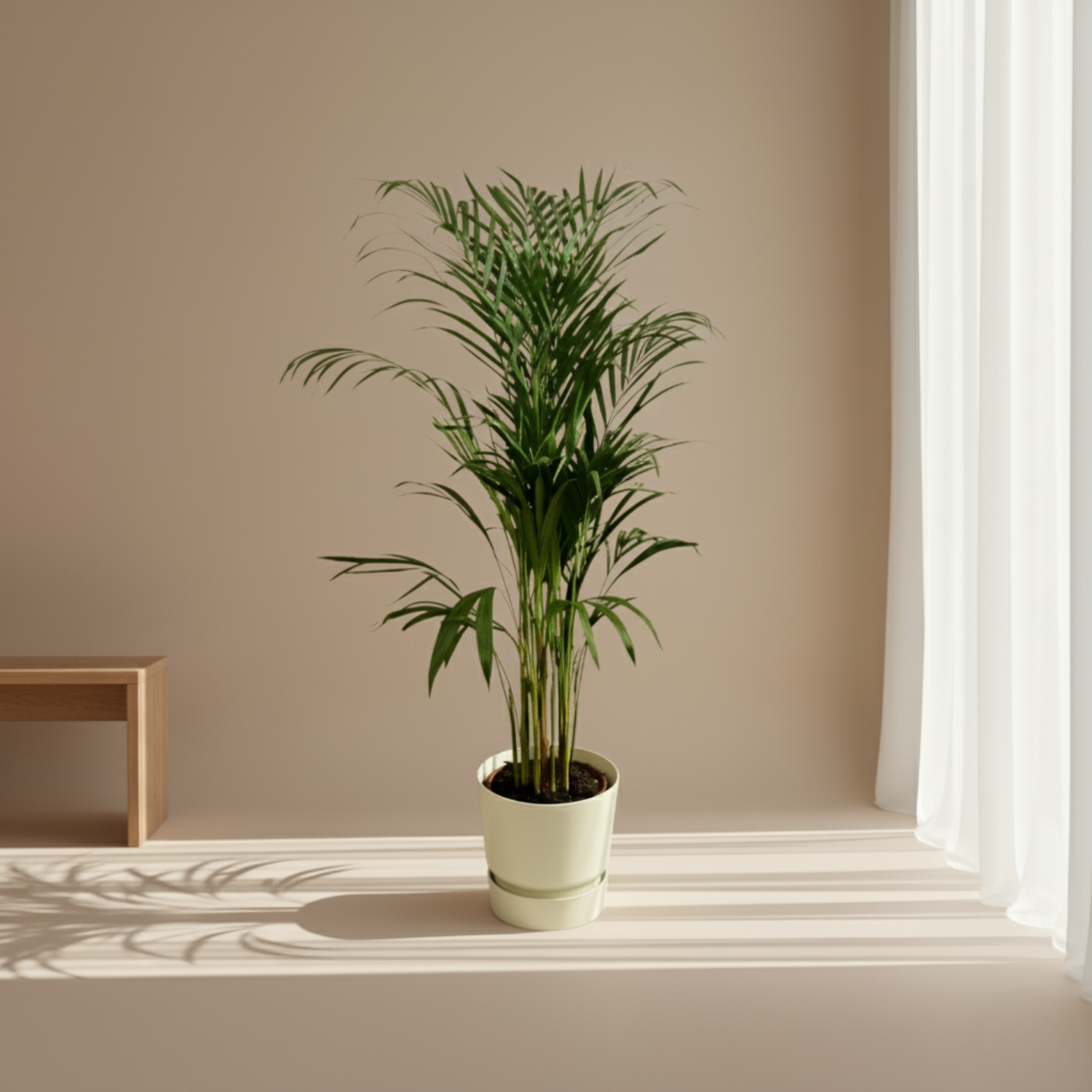 Areca palm 