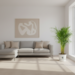 Areca Palm