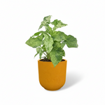 Syngonium Mottled 