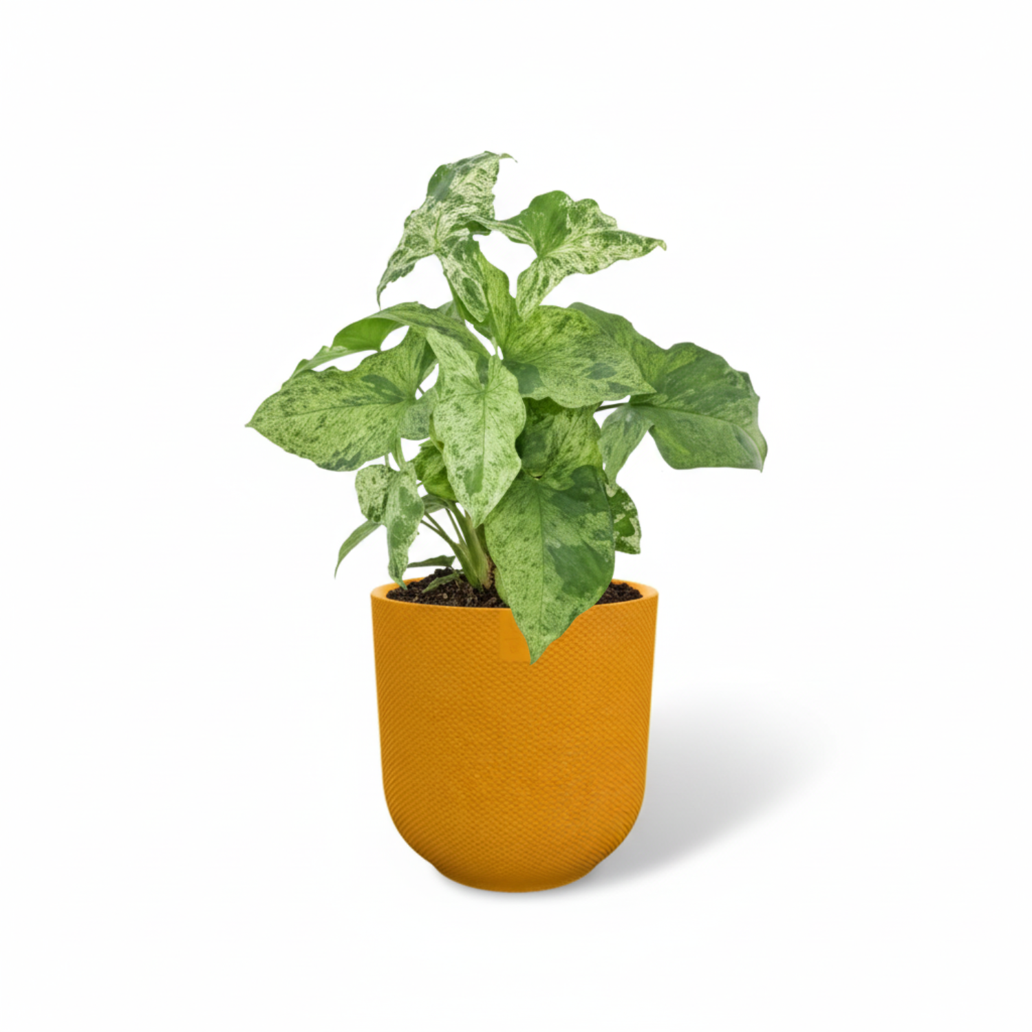 Syngonium Mottled 