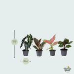 4 Baby Plantjes