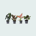 4 Baby Plantjes