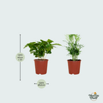 4 Diervriendelijke Plantenbox 