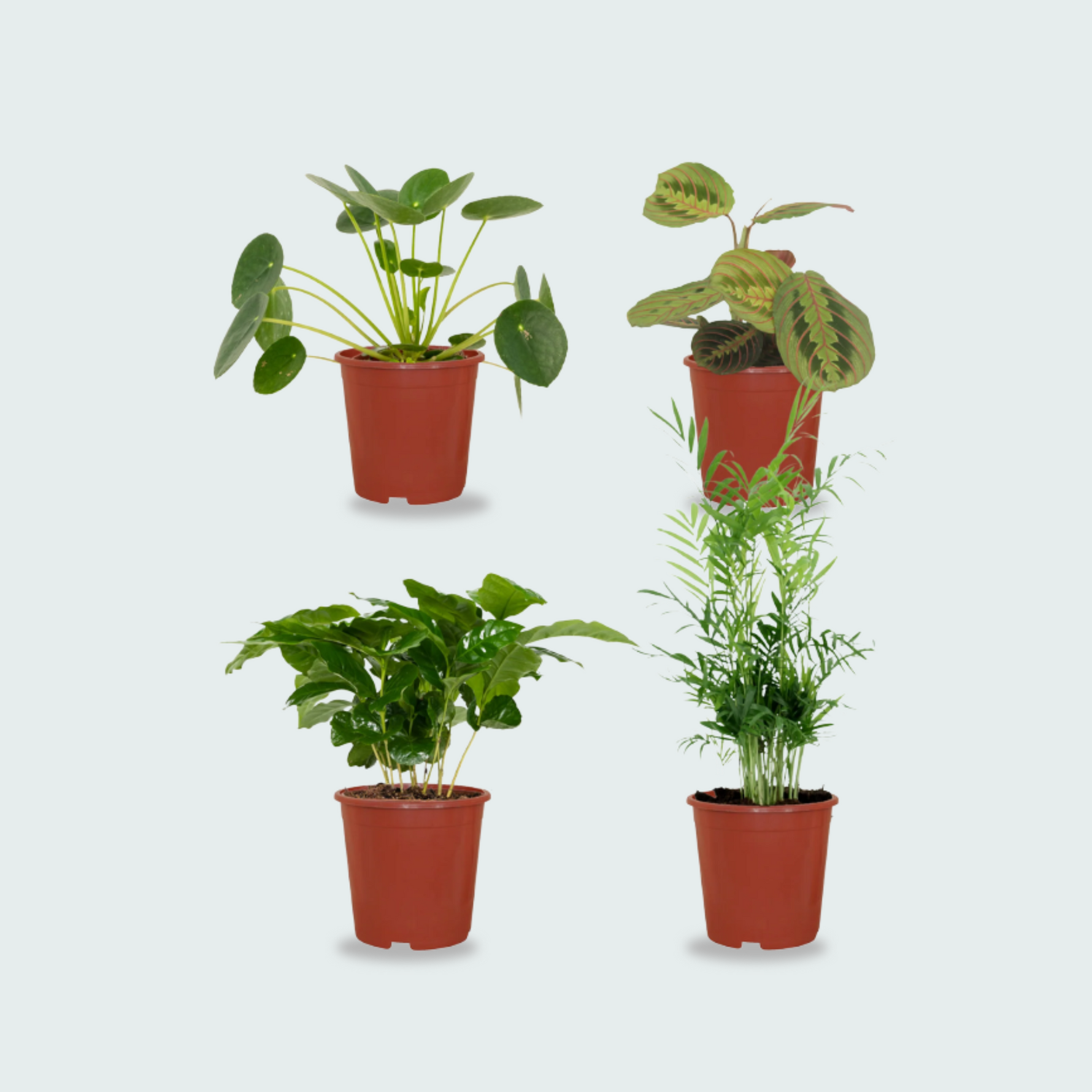 4 Diervriendelijke Plantenbox 