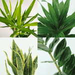 4 Kamerplanten - Diverse Hoogtes