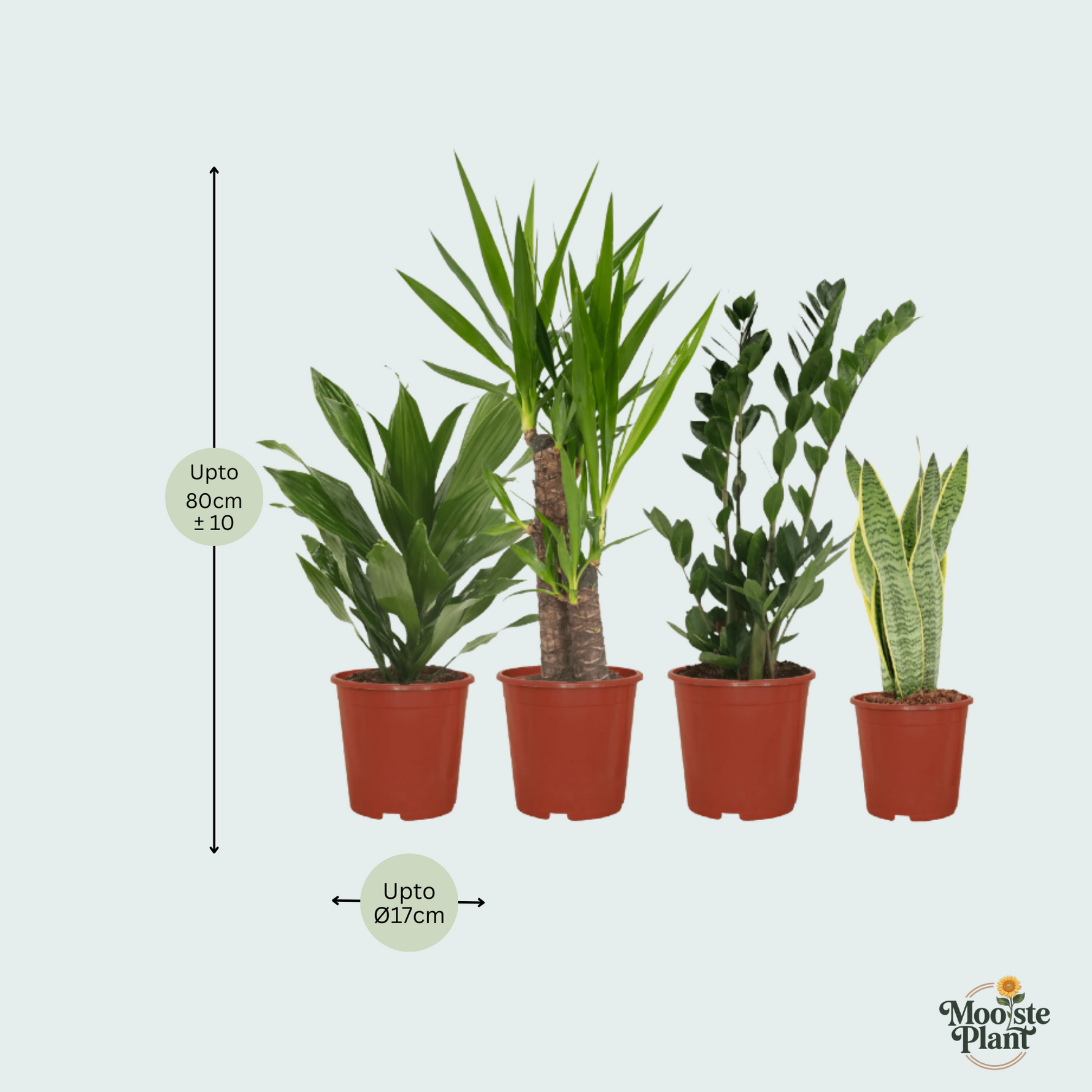 4 Kamerplanten - Diverse Hoogtes