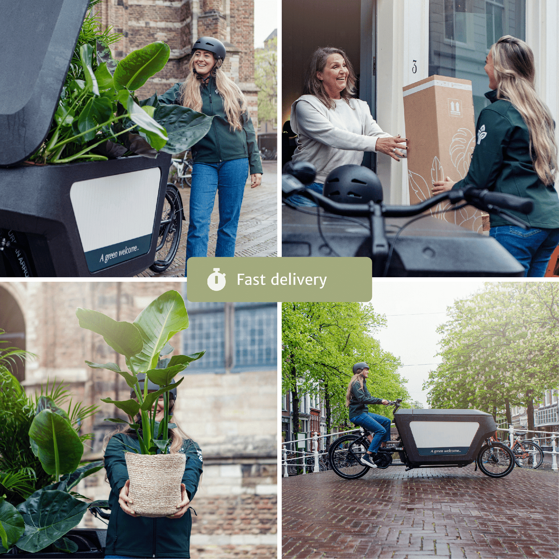 4 Kamerplanten - Diverse Hoogtes