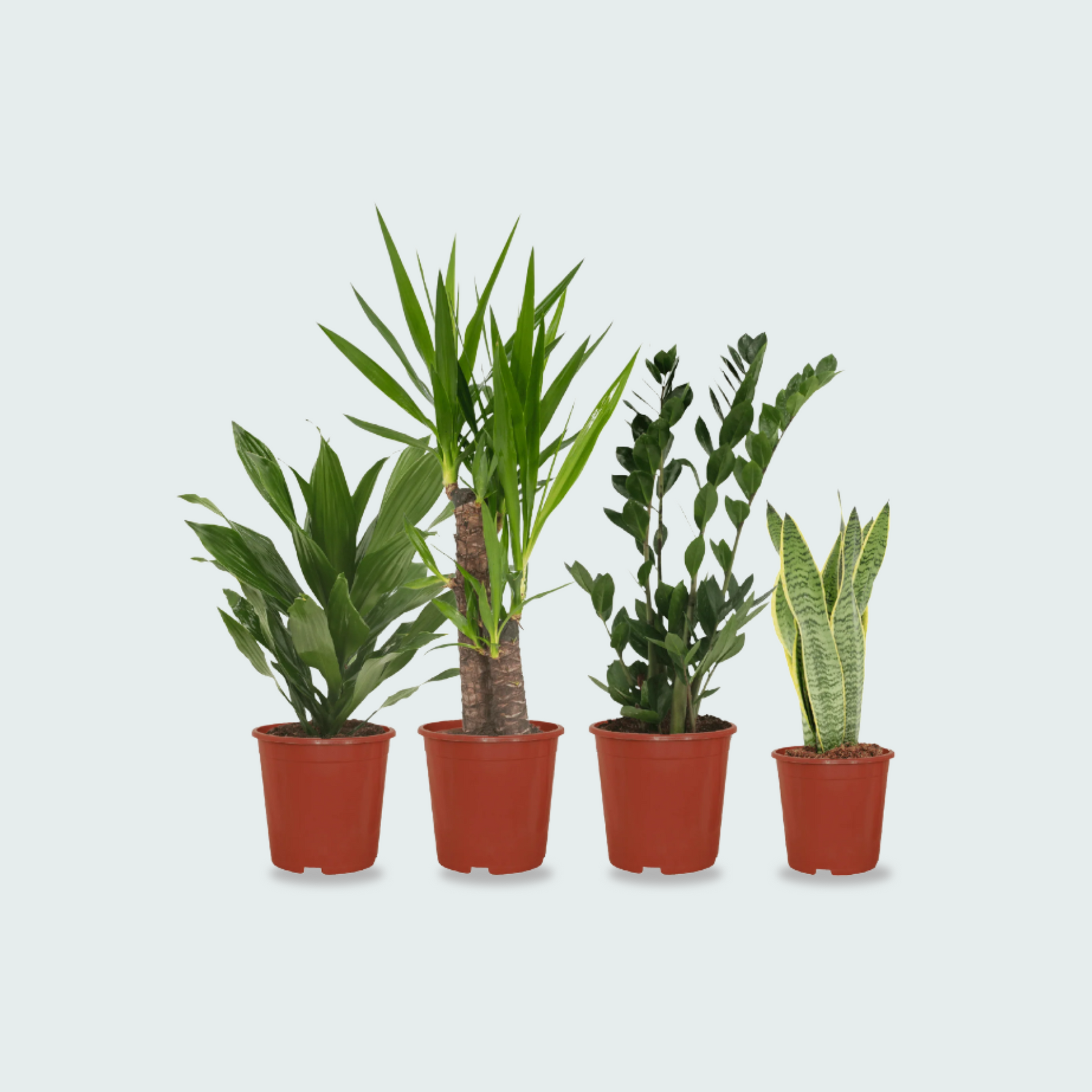 4 Kamerplanten - Diverse Hoogtes