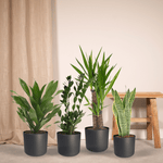 4 Kamerplanten - Diverse Hoogtes