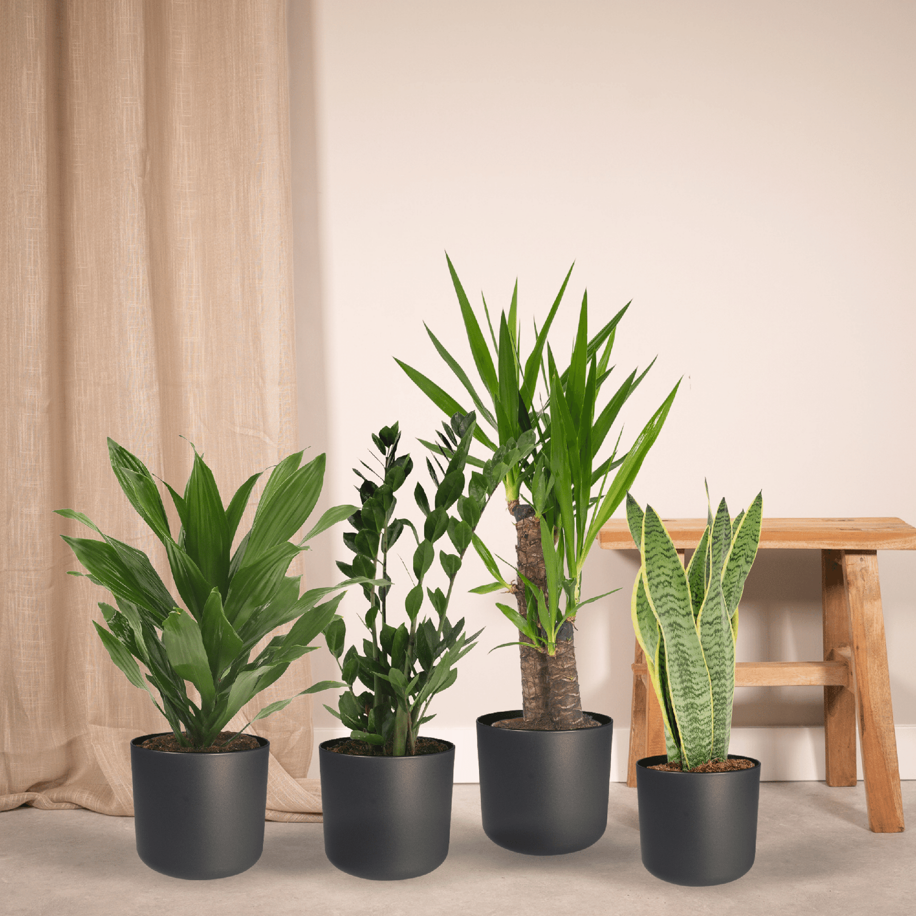 4 Kamerplanten - Diverse Hoogtes