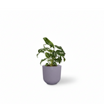 Syngonium Wendlandii