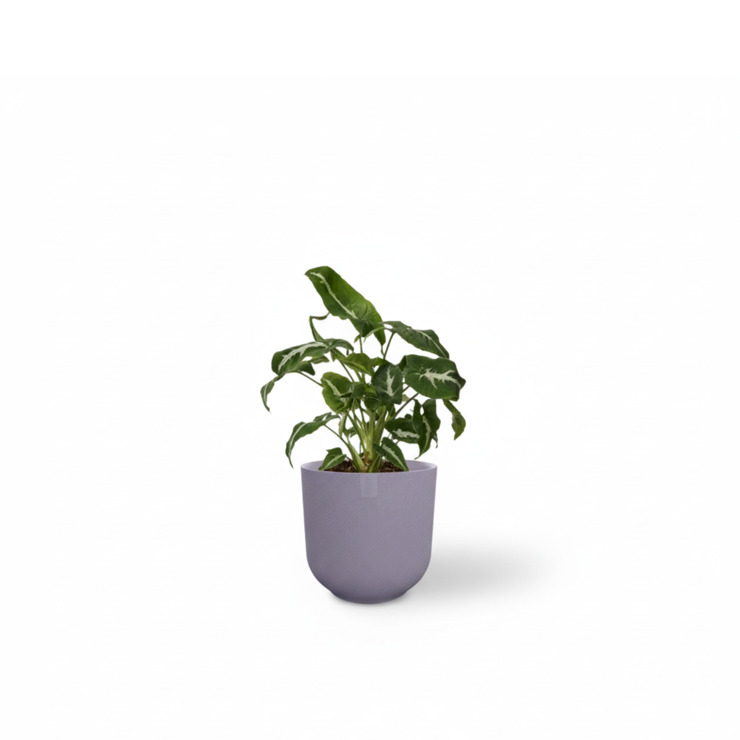 Syngonium Wendlandii