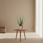 Aloe Vera kopen