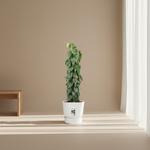 Philodendron Scandens mosstok 
