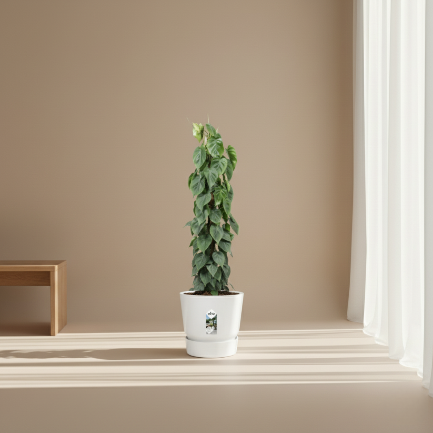 Philodendron Scandens mosstok 
