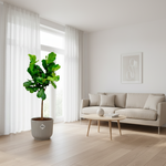 Ficus Lyrata Boom