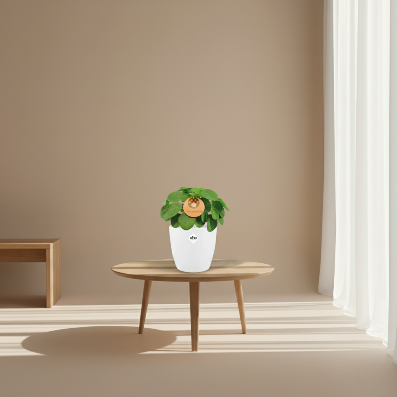 Pilea Peperomioides