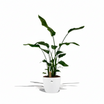 Strelitzia Nicolai