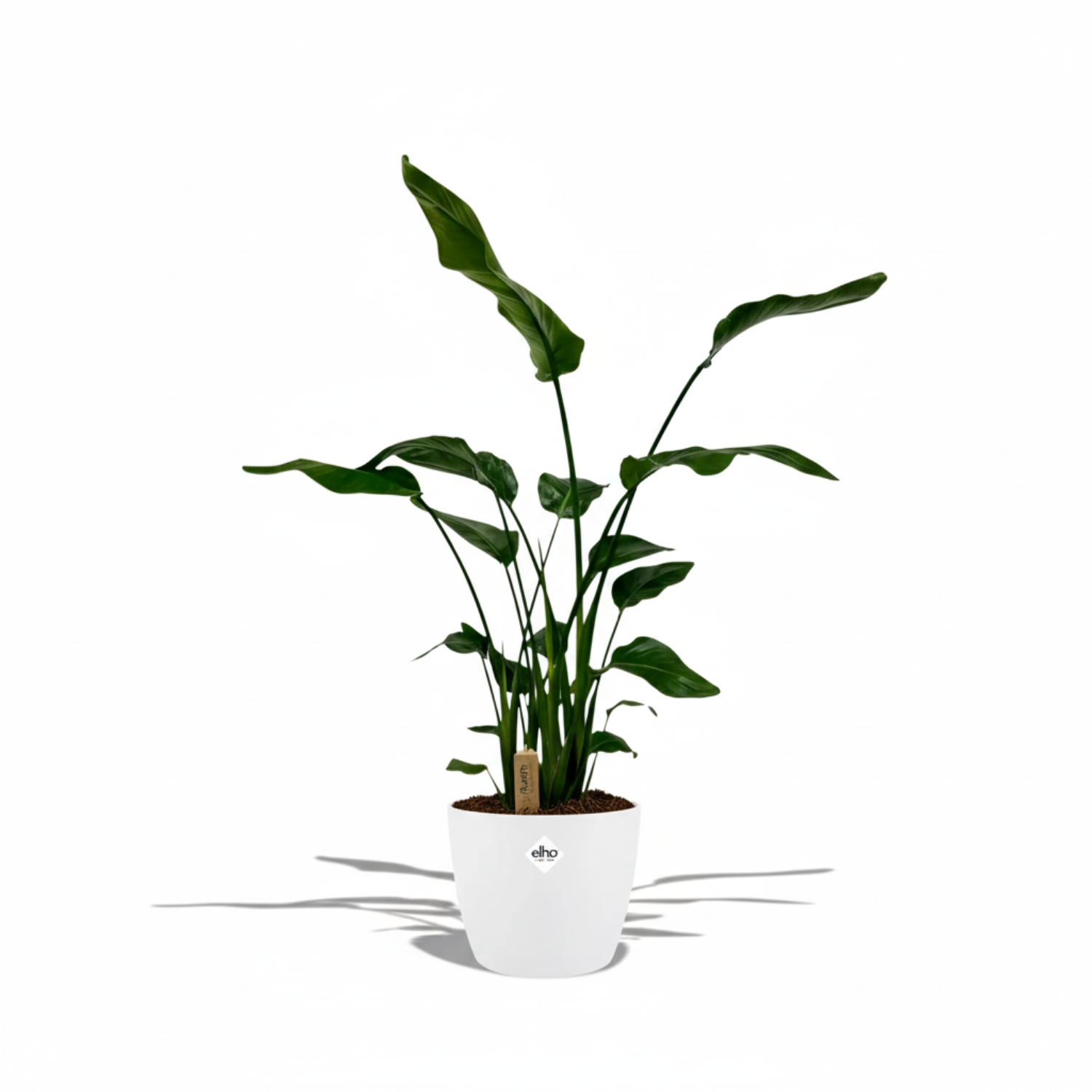Strelitzia Nicolai