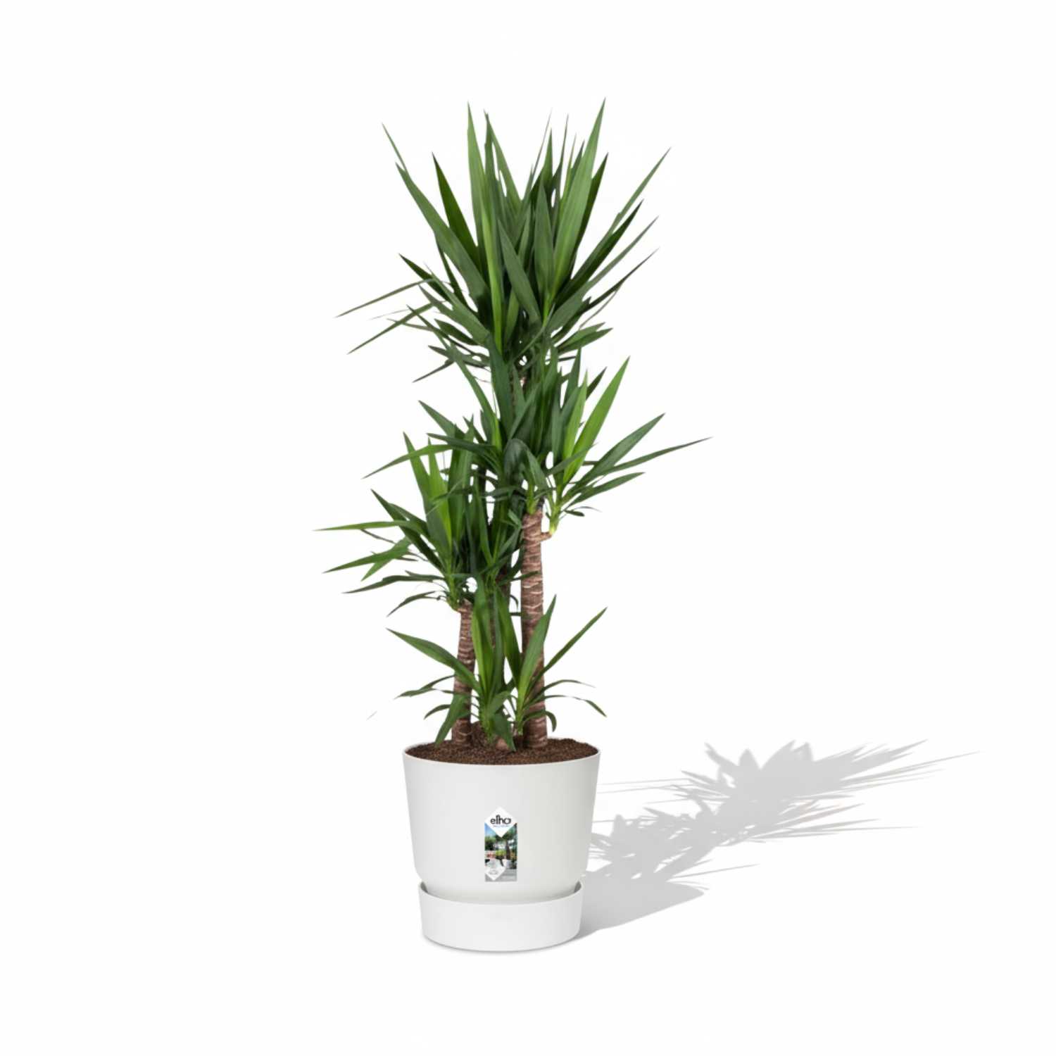 Yucca Elephantipes 