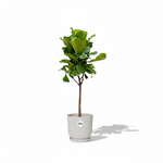 Ficus Lyrata 