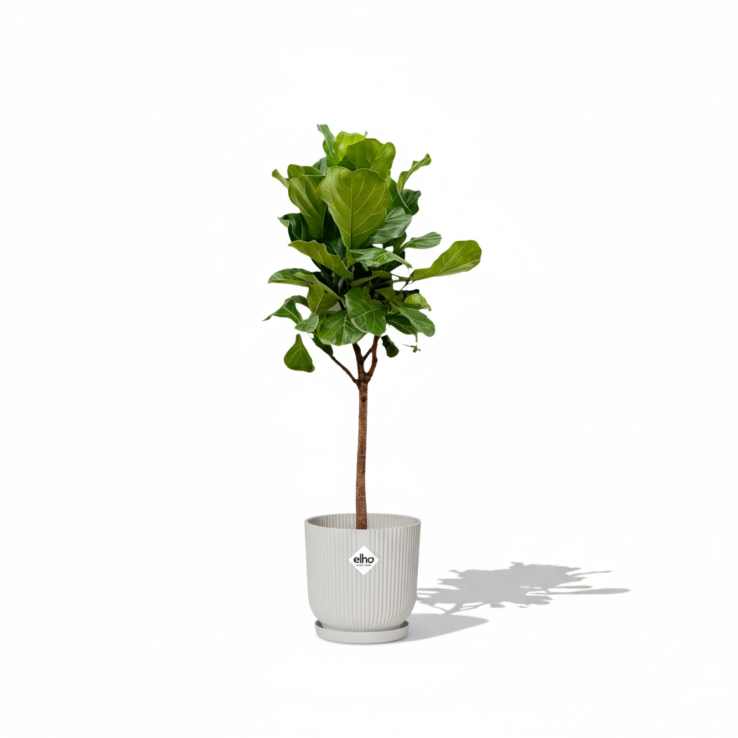 Ficus Lyrata 