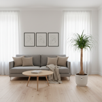 Beaucarnea stam kopen