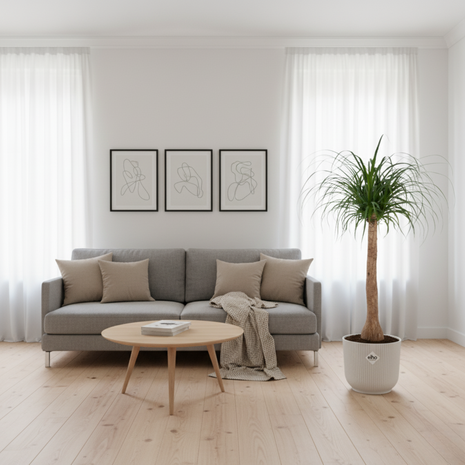 Beaucarnea stam kopen