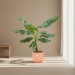 Bananenplant (Musa) Kopen