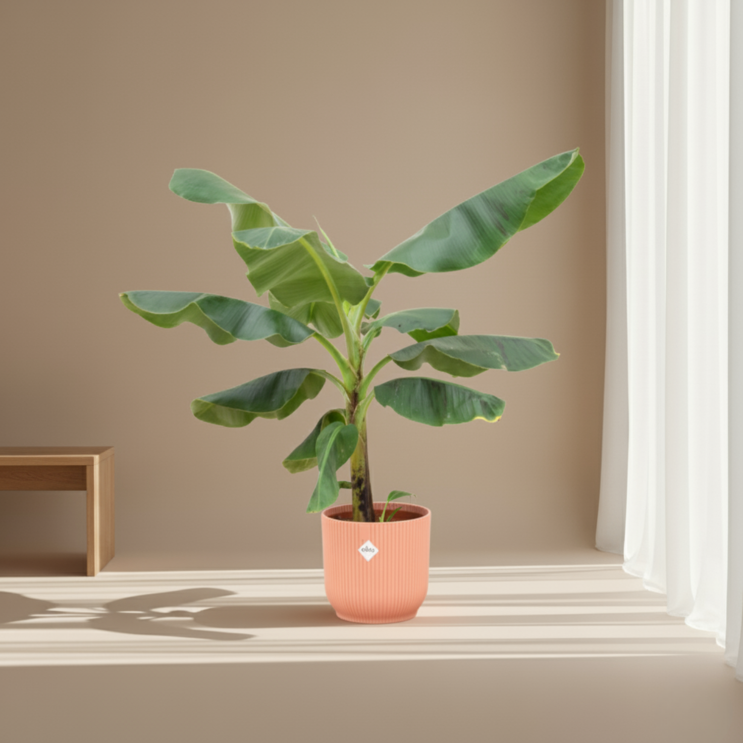 Bananenplant (Musa) Kopen