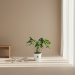 Philodendron kopen