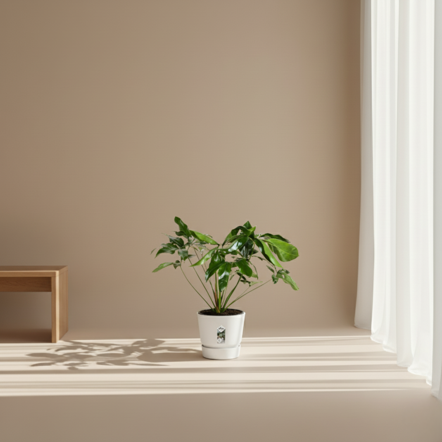 Philodendron kopen