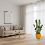 Zamioculcas Zamiifolia kopen
