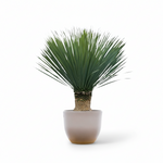 Yucca Rostrata 
