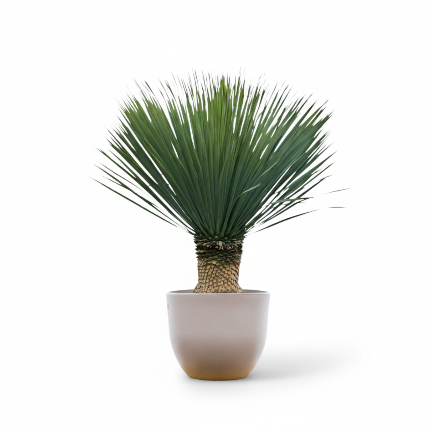 Yucca Rostrata 