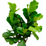 Ficus Lyrata Boom