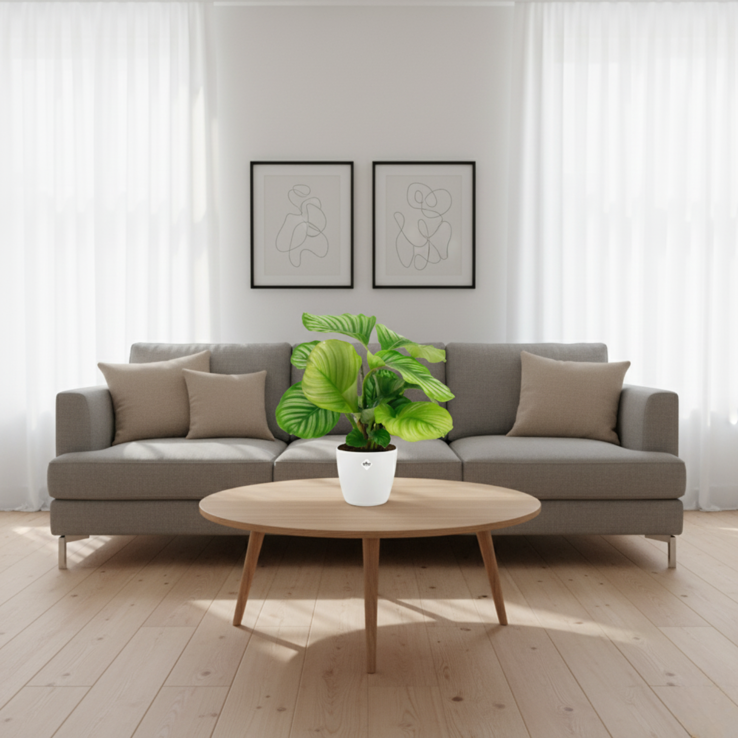 Calathea Orbifolia kopen