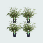 4x Fargesia rufa - 60cm
