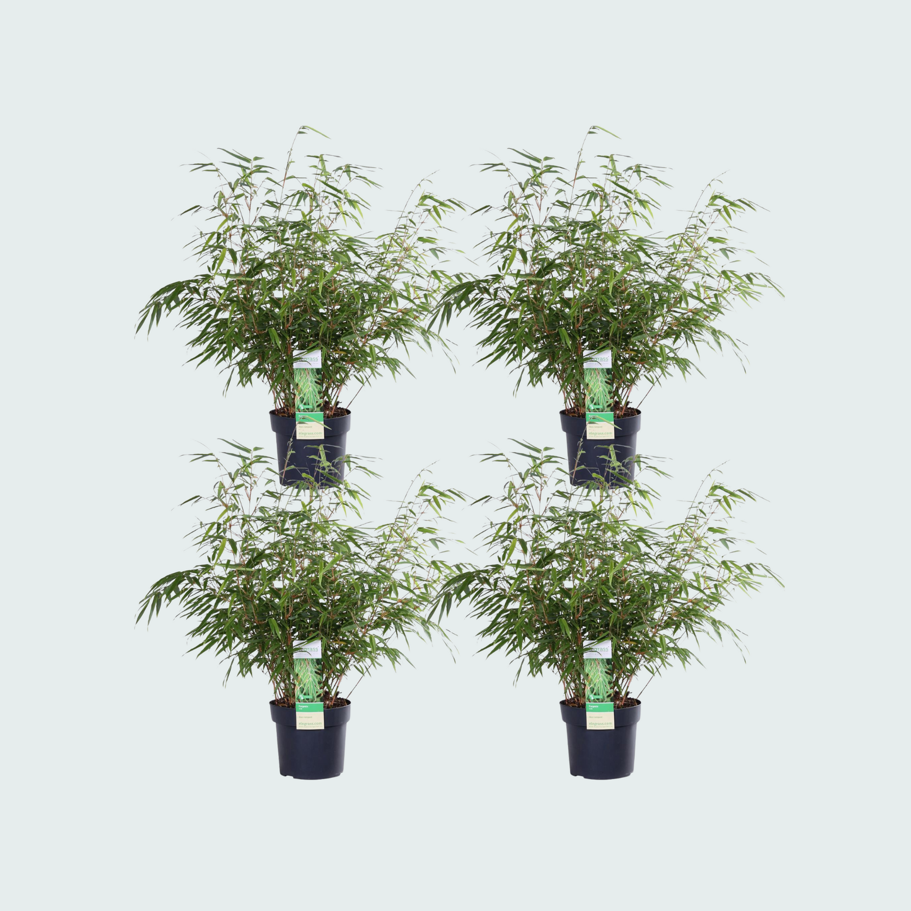 4x Fargesia rufa - 60cm