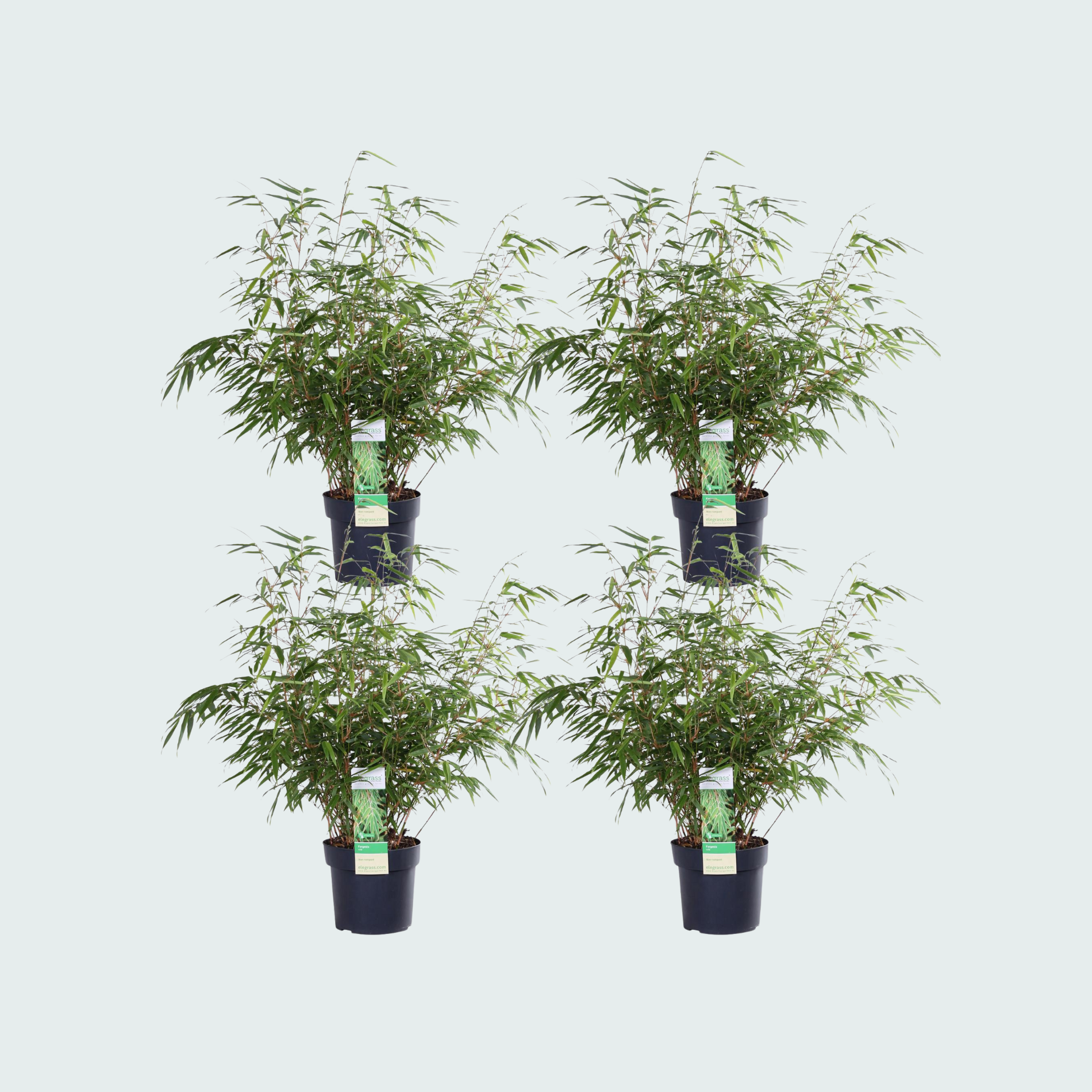4x Fargesia rufa - 60cm