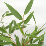 Fargesia rufa - 80cm