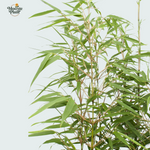 Fargesia rufa - 80cm