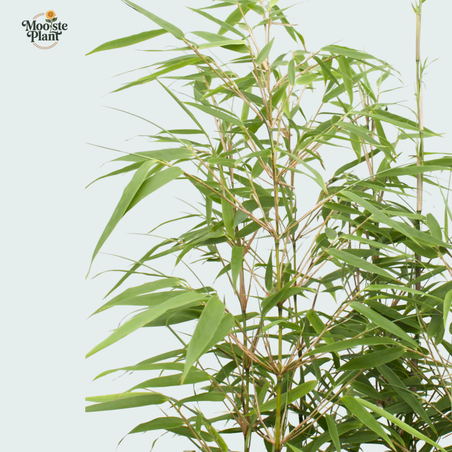 Fargesia rufa - 80cm