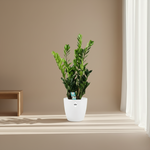zamioculcas plant kopen