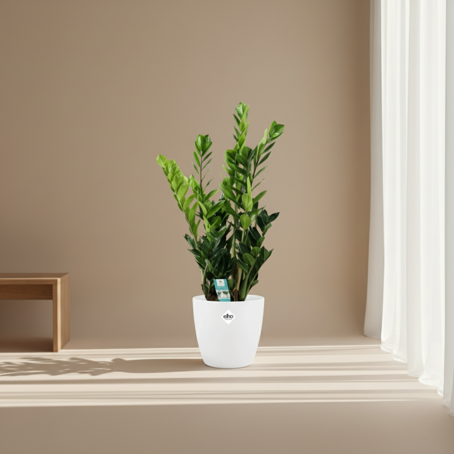 zamioculcas plant kopen
