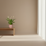 Spathiphyllum Torelli