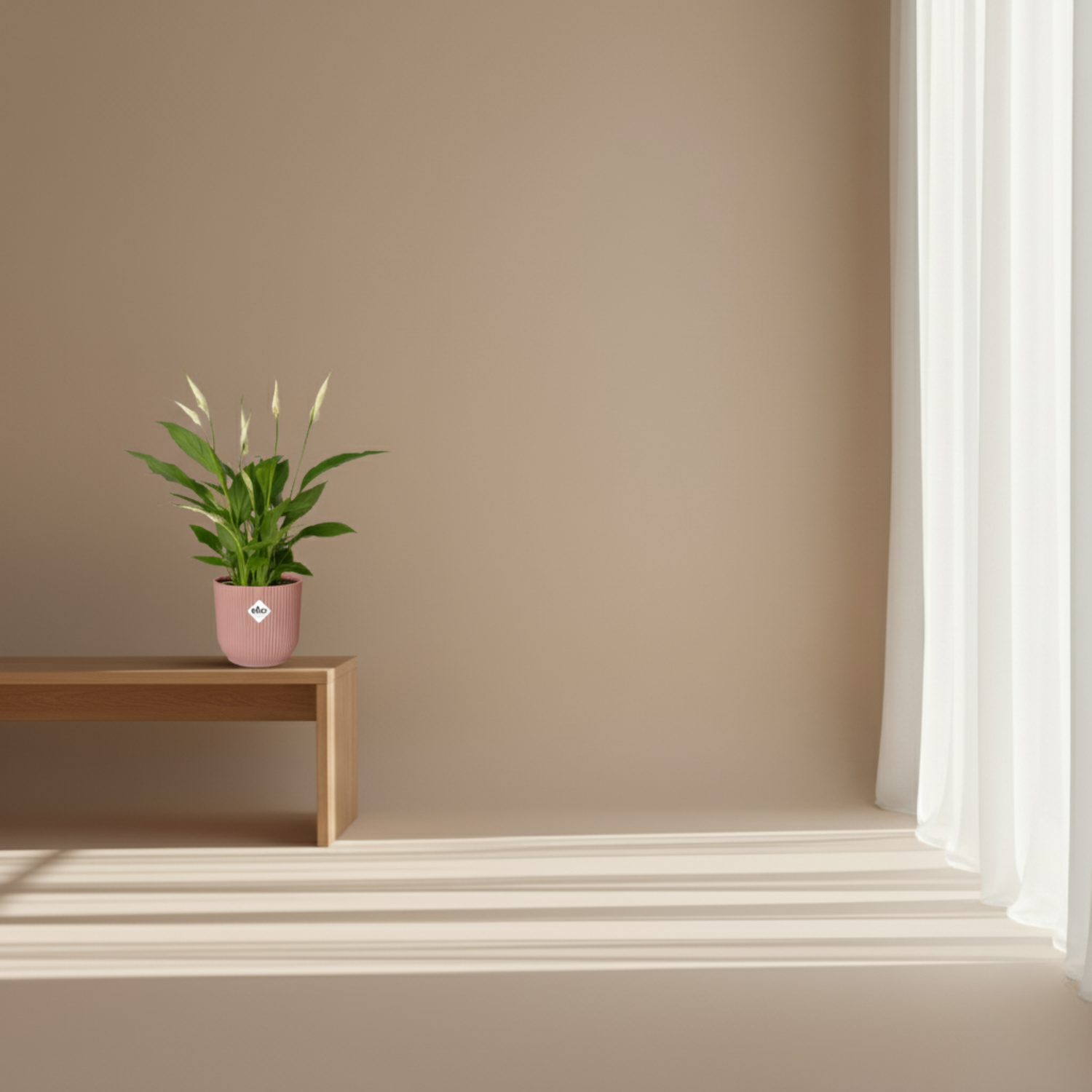 Spathiphyllum Torelli
