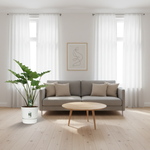 Alocasia Portodora kopen