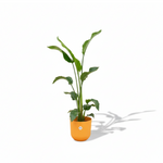 Strelitzia Nicolai